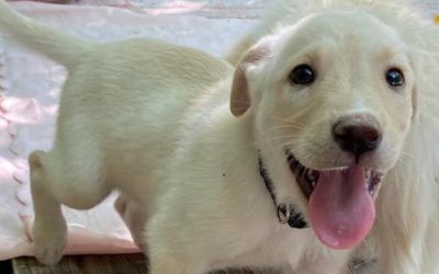 Frode in commercio. Chiesta la condanna per due allevatori di cani