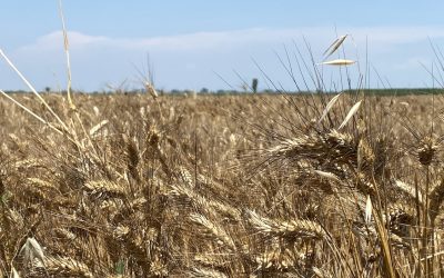 Accordo Ue-Mercosur. Cia: “Come finiranno le aziende cerealicole?”