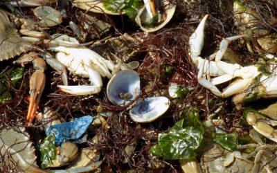 Granchio blu, oltre 3 milioni di euro alle imprese della pesca