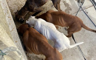 Dodici cani in condizioni precarie, scattano sopralluogo e ordinanza del sindaco a Copparo