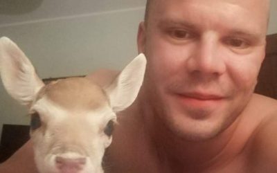 Strage di daini. “Avvisai di ridurre il numero di esemplari, ma non venni ascoltato”