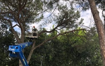 Potature in viale Stazione, viabilità modificata dal 2 febbraio
