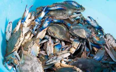 Granchio blu, la Regione concede più tempo per le perizie dei ristori