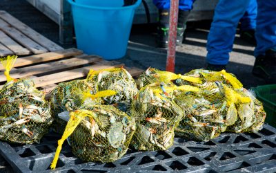 Pesca, il Parlamento europeo in visita a Goro: focus anche sul granchio blu