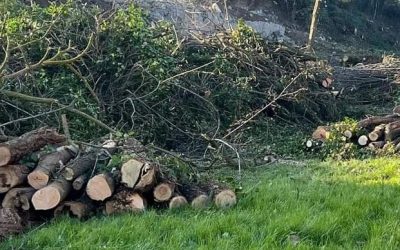 Al via i lavori di abbattimento delle alberature lungo corso Roma