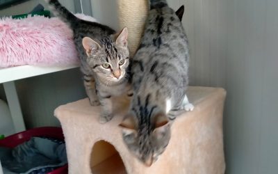 Gatti scomparsi a Poggio Renatico. Esposto in Procura degli animalisti