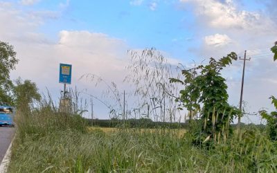 Via Pomposa. Fermate del bus ‘ostaggio’ di erba alta e guardrail