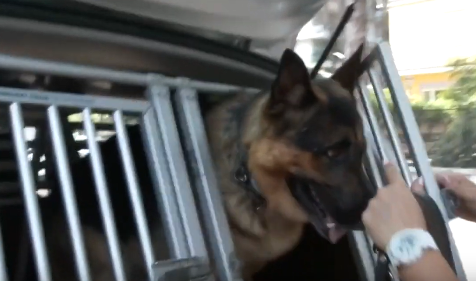 spot polizia abbandono cani