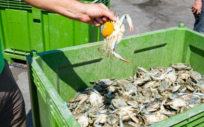Emergenza granchio blu e anossia vongole: in arrivo dalla Regione 1,5 milioni