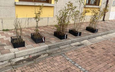 Alberi per la pianura veneta, i cittadini possono prenotare piante e arbusti
