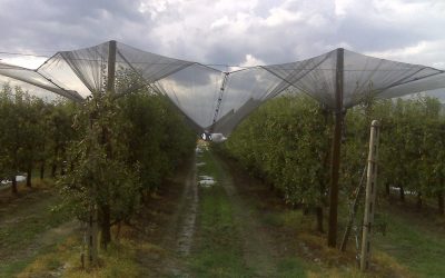 Maltempo in provincia di Ferrara e Rovigo: Bper stanzia 50 milioni per le imprese agricole colpite