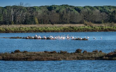 Valli di Comacchio, il Parco replica alle critiche