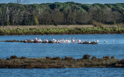 Valli di Comacchio sotto pressione: Legambiente lancia l’allarme su mare che avanza e cambiamenti climatici
