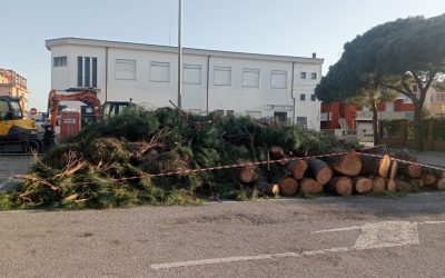 Via Livraghi, scontro sui tigli: Comitato contro gli abbattimenti