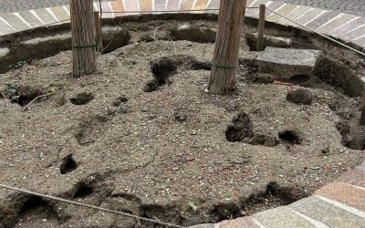 Topi in piazza Cortevecchia. Continuano gli avvistamenti