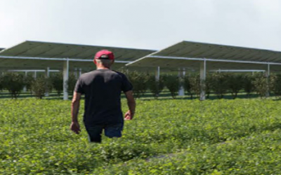 Agrivoltaico “Lago”, Argenta alza la voce