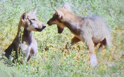 “Il lupo è tornato, ma non è un nemico”