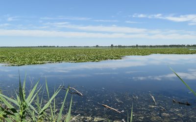 Life Fresh. Comuni, Parco e Unife insieme per salvare l’habitat del Delta del Po