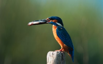 Delta del Po, ricco calendario di escursioni per il 2 Giugno