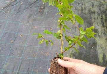 Alberi per la pianura padana, ultimi giorni per prenotare le piante