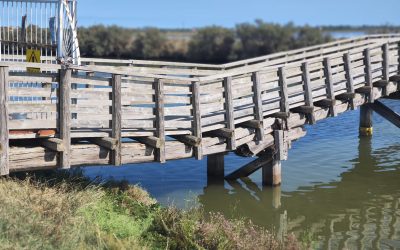 Comacchio tra degrado e speranza: servono fondi e unità per salvare Valli e anguilla