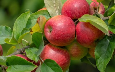 Mele. Qualità, prezzo e richiesta: la campagna di raccolta soddisfa gli agricoltori ferraresi