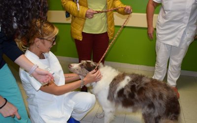Quando Bella entra in corsia: il miracolo silenzioso della Pet Therapy