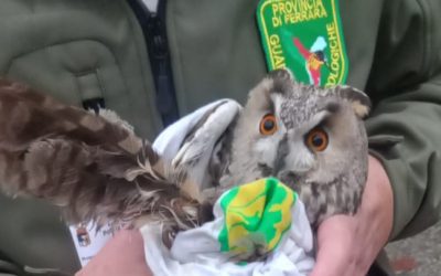 Gufo intrappolato tra le lenze salvato a Ostellato