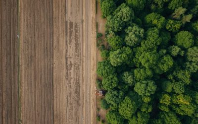 Regolamento deforestazione rinviato. Calderoni (Cia): “Una decisione necessaria”