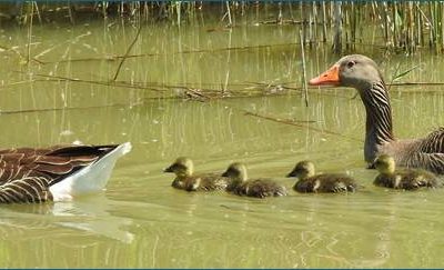 Oche, Gru, Fenicotteri: una convivenza possibile