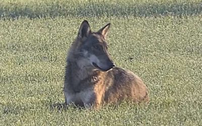 Lupi vicino alle abitazioni: “Avvistamenti normali, niente panico”