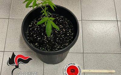 Carabinieri intervengono per litigio in famiglia ma trovano una pianta di marijuana