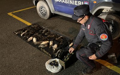 Usa un richiamo acustico vietato e cartucce di piombo. Cacciatore denunciato e sanzionato