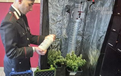 Cannabis coltivata in camera da letto: scatta l’arresto
