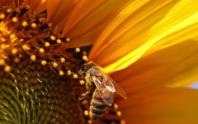 L’inverno è di rigore al concorso fotografico di Confagricoltura Ferrara