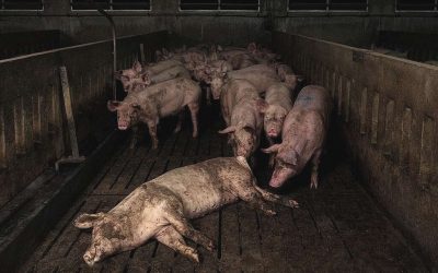 Inchiesta shock: cannibalismo e topi nell’allevamento di suini a Bondeno
