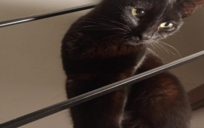 Gattina smarrita a Ferrara. Si cerca Milù