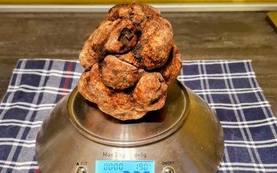 A Ferrara trovato un tartufo da record