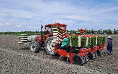 Pomodoro da industria del nord Italia: accordo ancora in “alto mare”