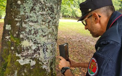 Danneggia un albero monumentale durante i lavori. Multa da 10mila euro per una ditta