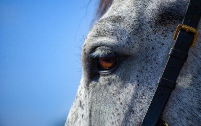 A San Carlo il carnevale è a cavallo