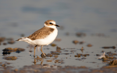 Il Parco del Delta del Po in prima linea per salvare il fratino