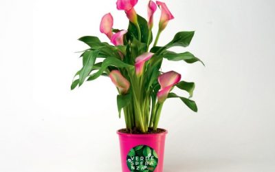 Prevenzione e cura oncologiche: al via la campagna Coop “Verde Speranza”