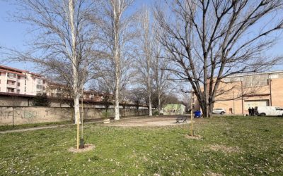 Nuove alberature a Cento, Renazzo e XII Morelli