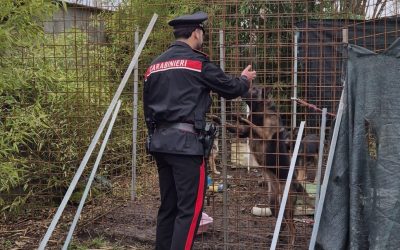 Fanno vivere i loro sei cani in condizioni disumane. Denunciata una coppia