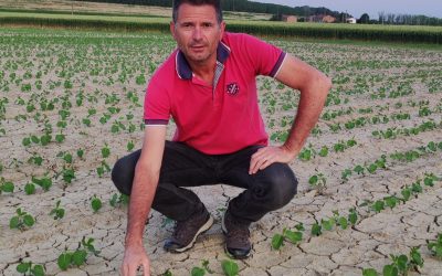 Filiera dello zucchero italiano in pericolo: l’allarme da Ferrara