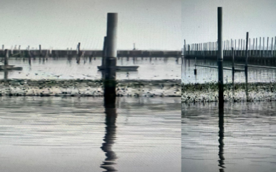 Nel Delta del Po sviluppata una possibile risposta al granchio blu