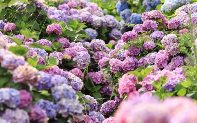 “Il giardino delle ortensie”, viaggio alla ricerca dell’anima verde