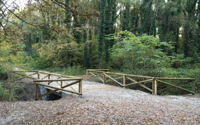 Panfilia, alberi abbattuti e rischio idraulico: il caso arriva in Regione