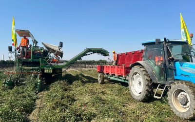 Sottoscritto l’accordo interprofessionale pomodoro industria 2026